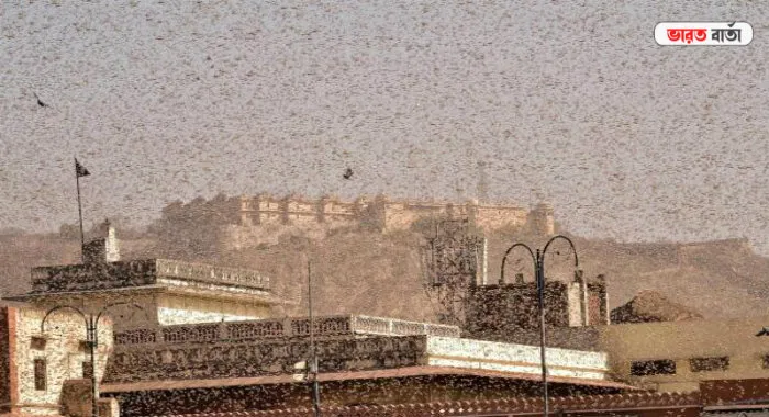 পায়রা থেকে ৪৭৫ কিমি দূরে ‘দানা’